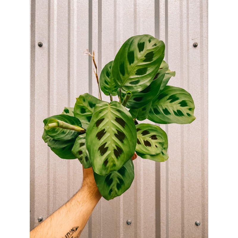 4 Maranta Leuconeura ‘Prayer Plant’