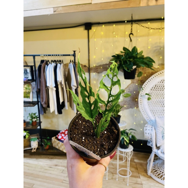 4 Monstera Obliqua
