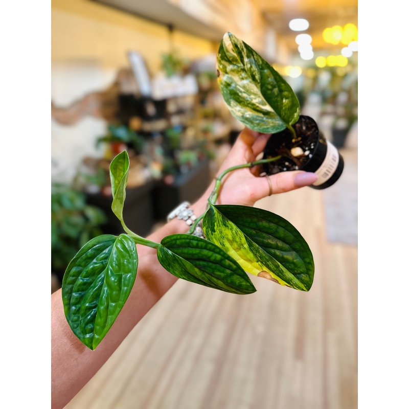 4 Monstera ‘Peru Variegata’