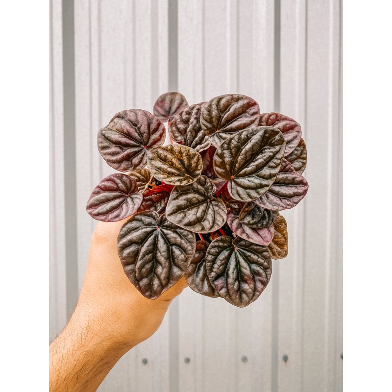 4 Peperomia Caperata ‘Burgundy Ripple’