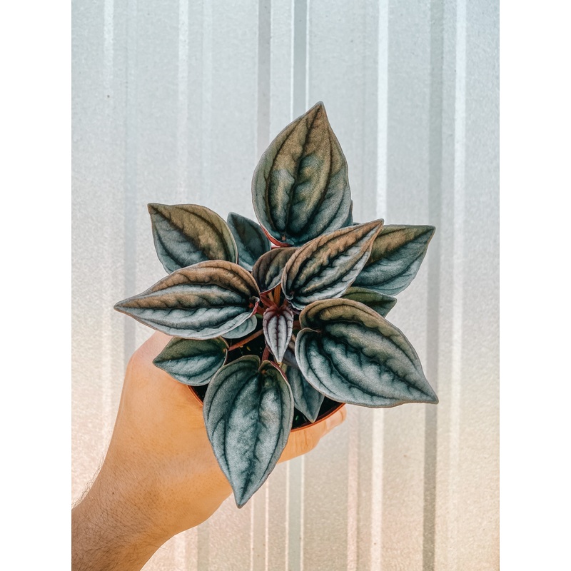 4 Peperomia ‘Mendoza’