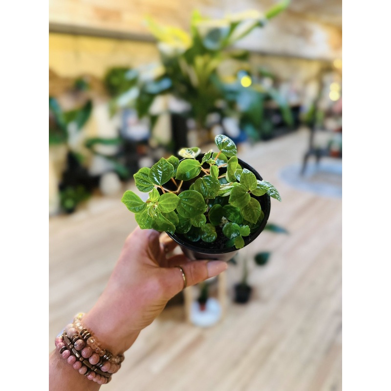 4 Peperomia Meridana