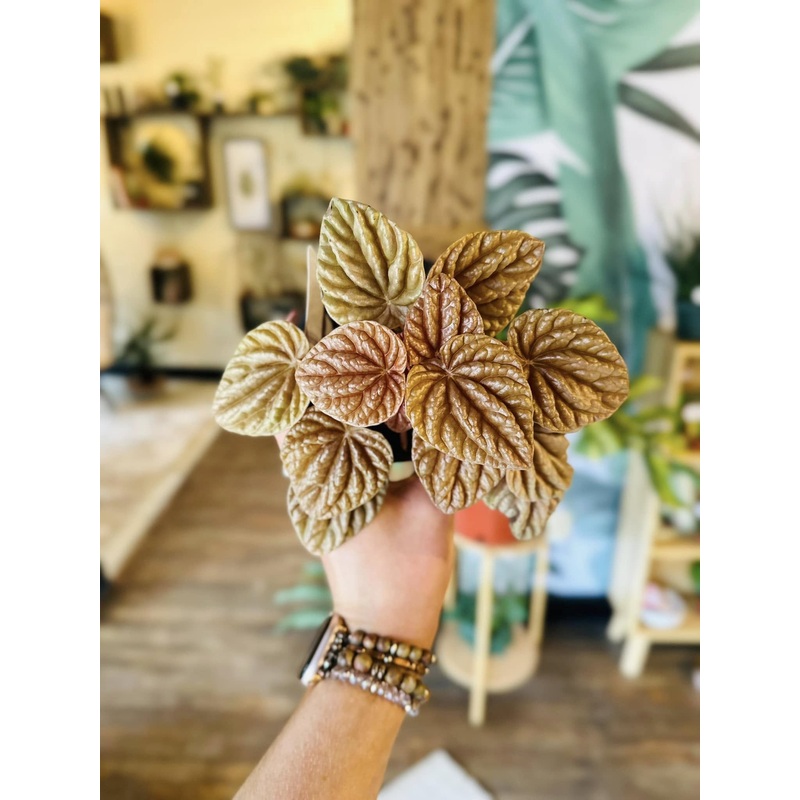 4 Peperomia Quito