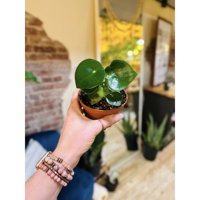 4 Peperomia Raindrop