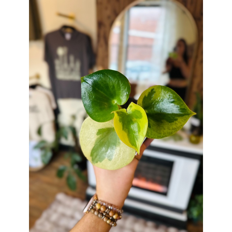 4 Peperomia Raindrop Verdant Flame
