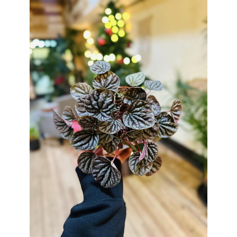 4 Peperomia Red Luna
