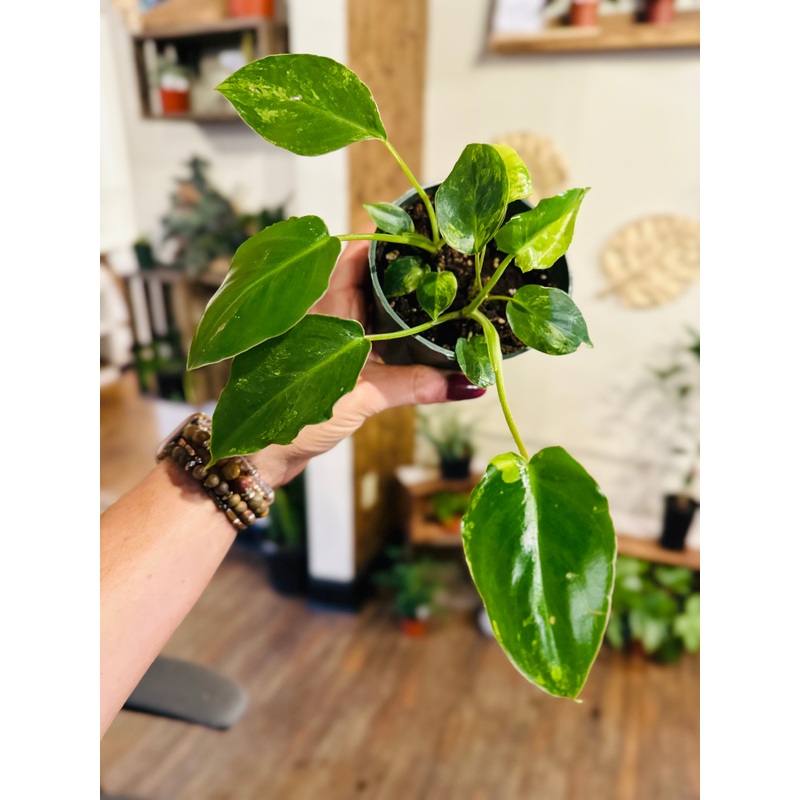 4 Philodendron Burle Marx Variegated
