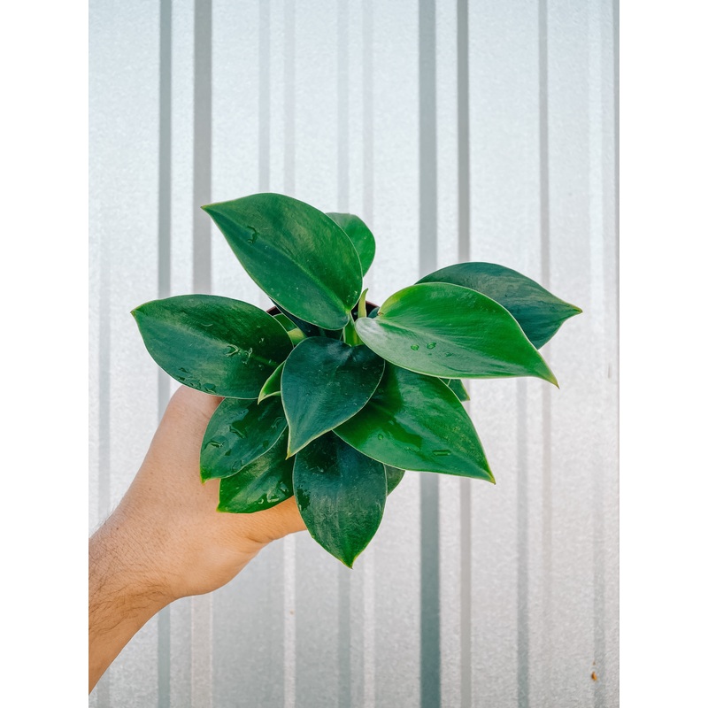 4 Philodendron ‘Congo Apple’