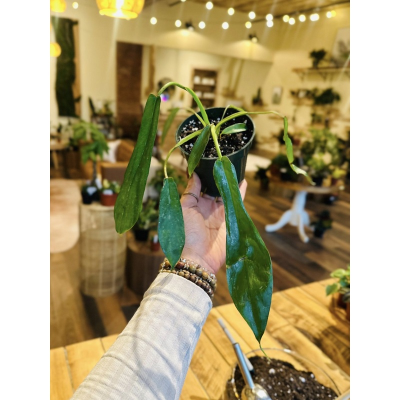 4 Philodendron Joepii