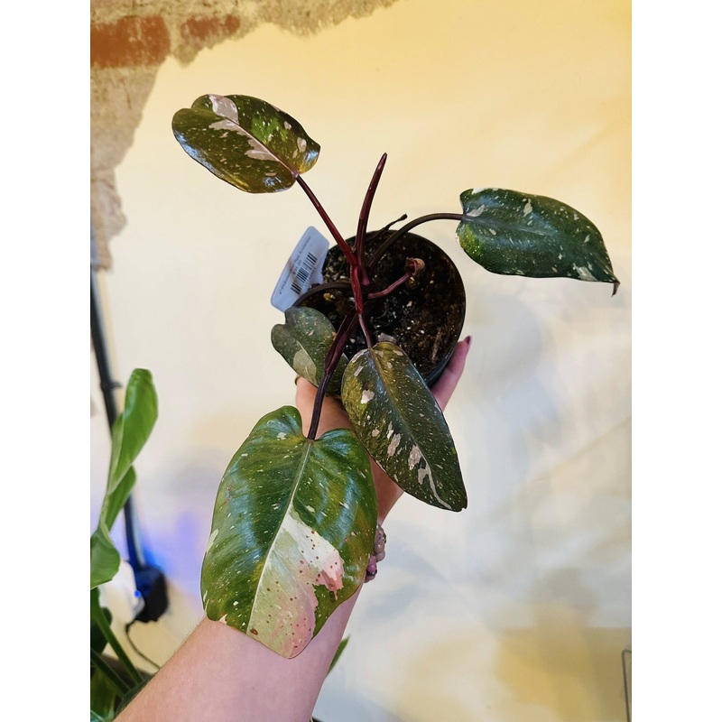 4 Philodendron Red Anderson