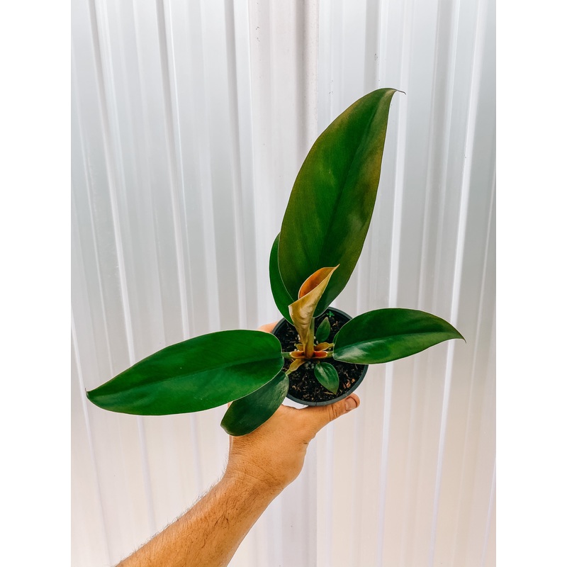 4 Philodendron ‘Rojo Congo’