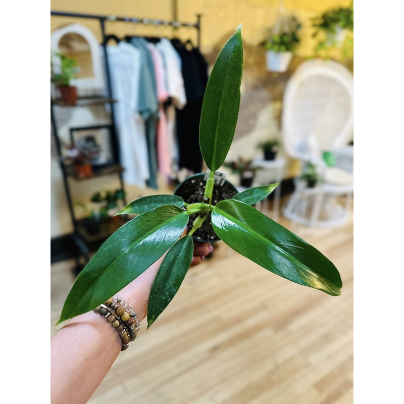 4 Philodendron Ruizii