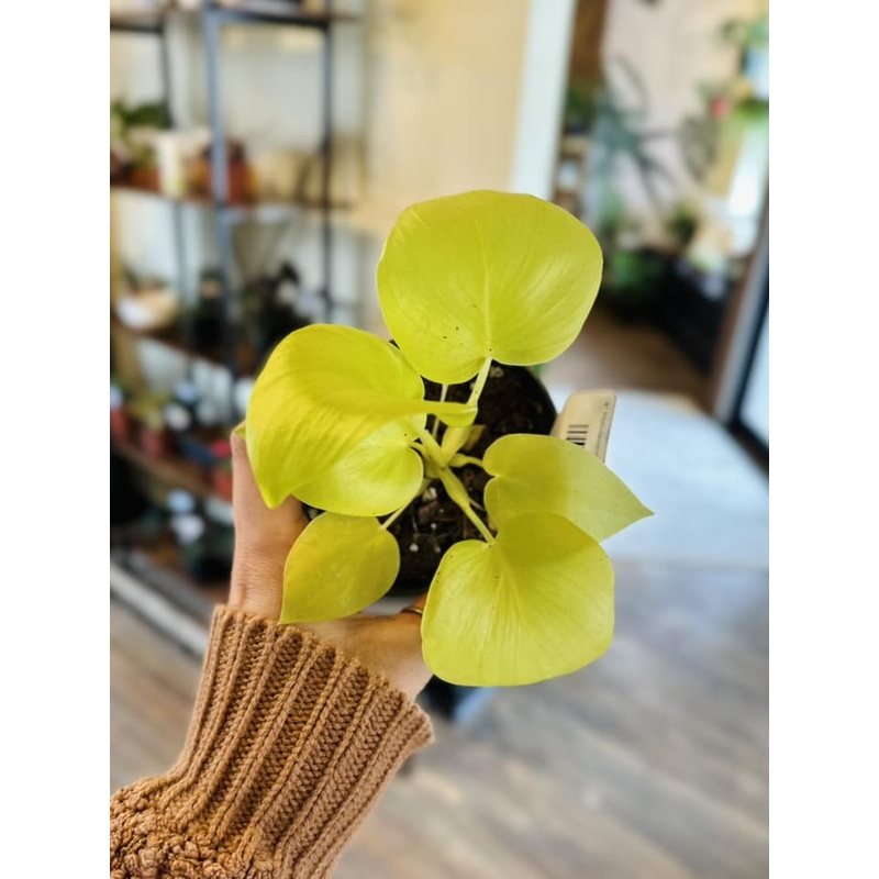 4 Philodendron Warscewiczii Aurea
