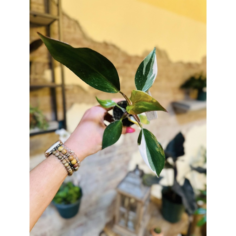 4 Philodendron White Knight
