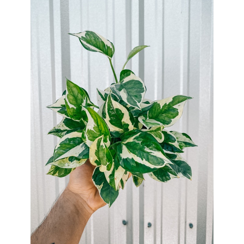 4 Pothos ‘N’ Joy’