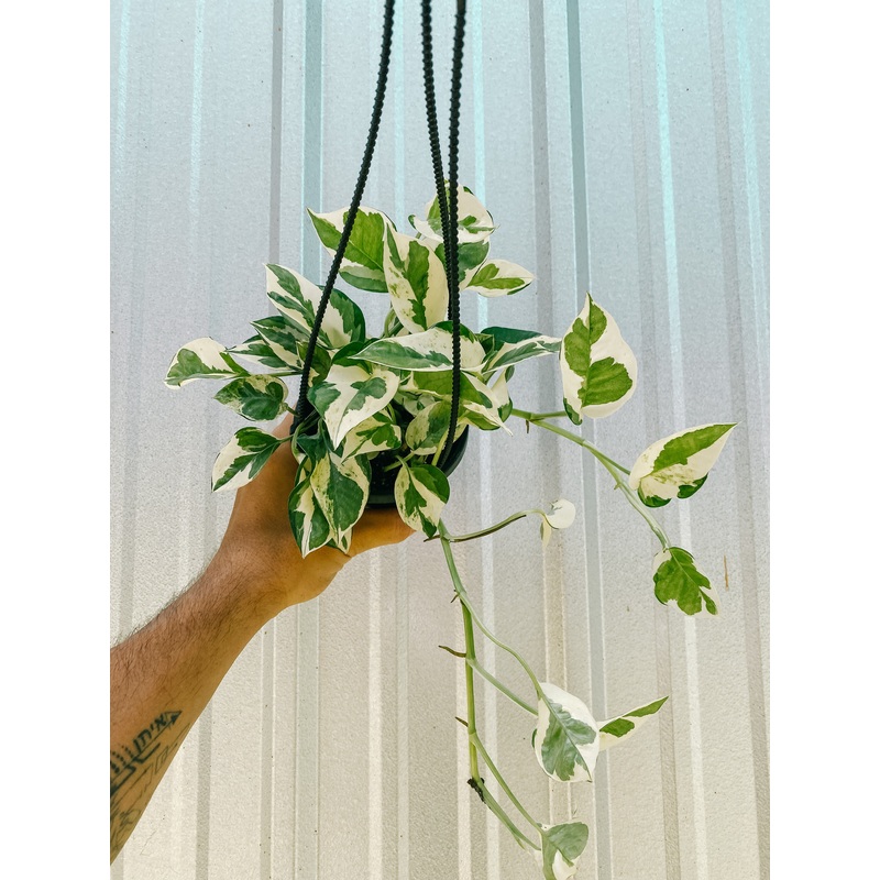 4 Pothos ‘Pearls and Jade’ (Hanging Basket)