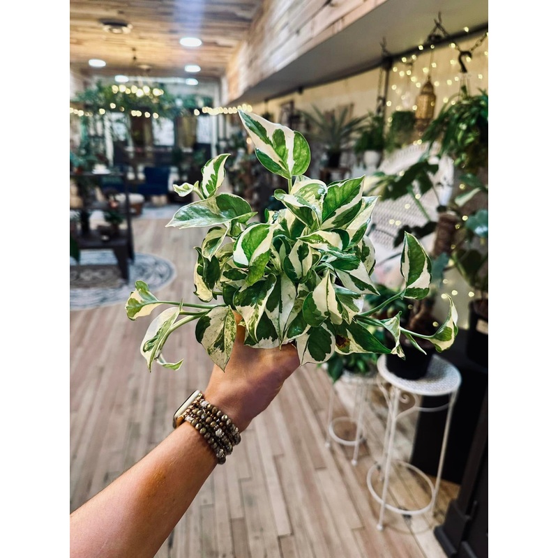 4 Pothos Pearls & Jade