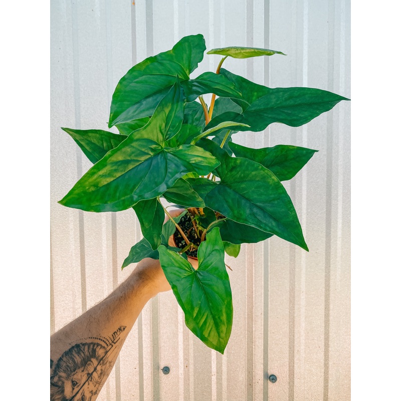4 Reverted Syngonium Variegated