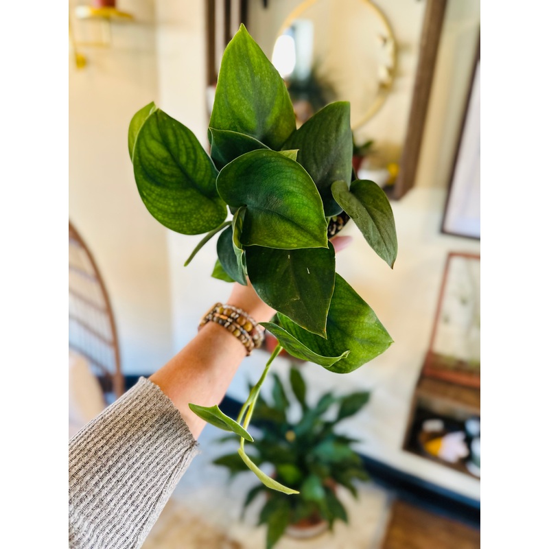 4 Scindapsus Jade Satin