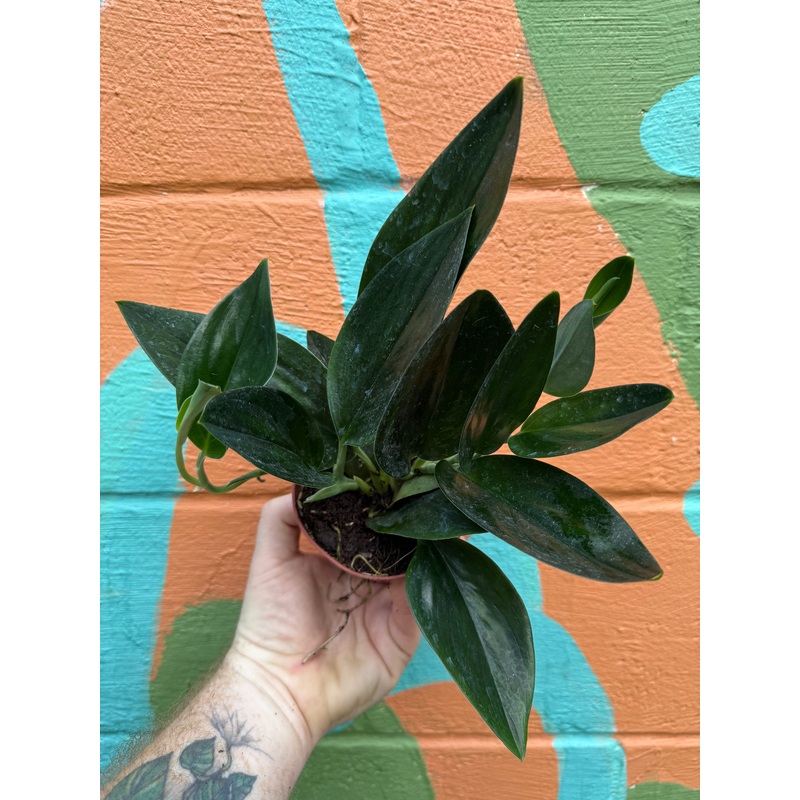 4 Scindapsus ‘Treubii Dark Form’