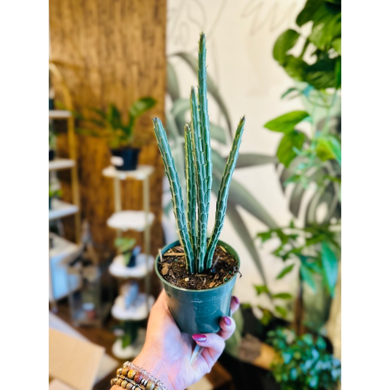 4 Senecio Pickle