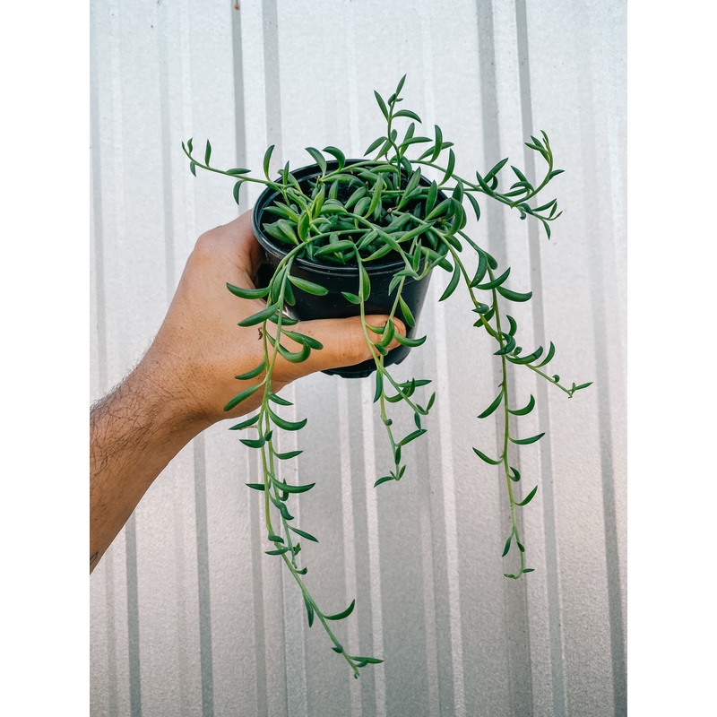 4 Senecio Radicans ‘String of Bananas’