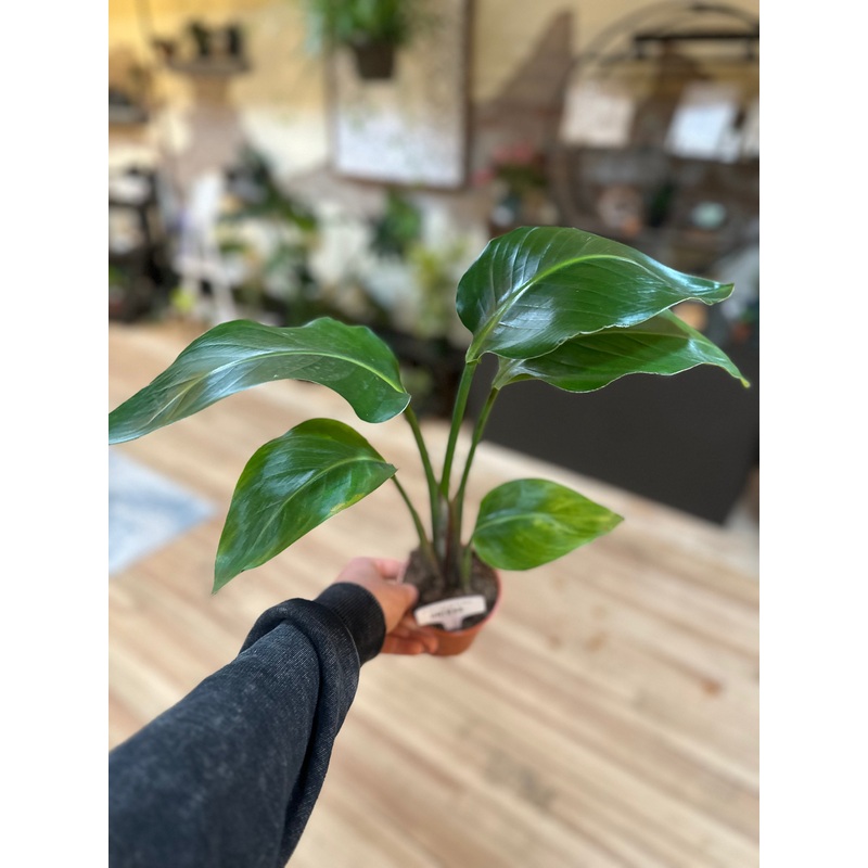 4 Strelitzia White Bird of Paradise