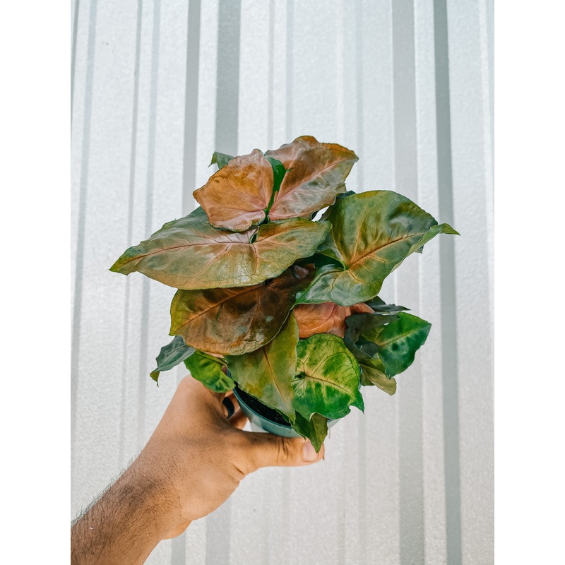 4 Syngonium ‘Maria Allusion’
