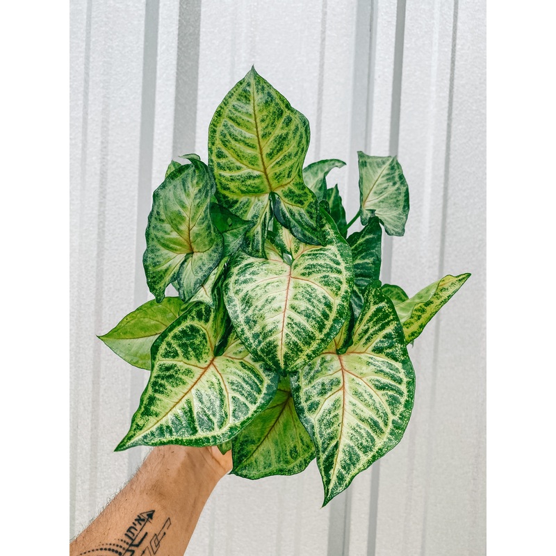 4 Syngonium ‘Pink Allusion’