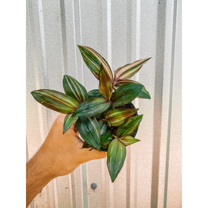 4 Tradescantia ‘Zebrina Multicolor’