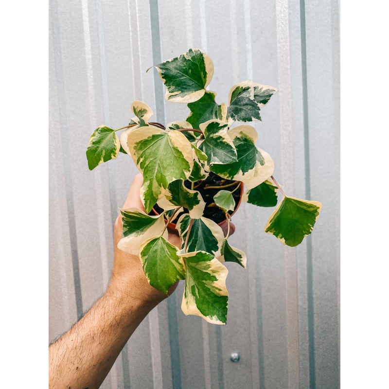 4 Variegated Algerian Ivy ‘Gloire de Marengo’