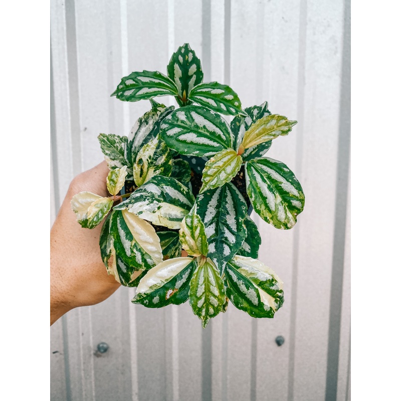 4 Variegated Pilea ‘Aluminum’