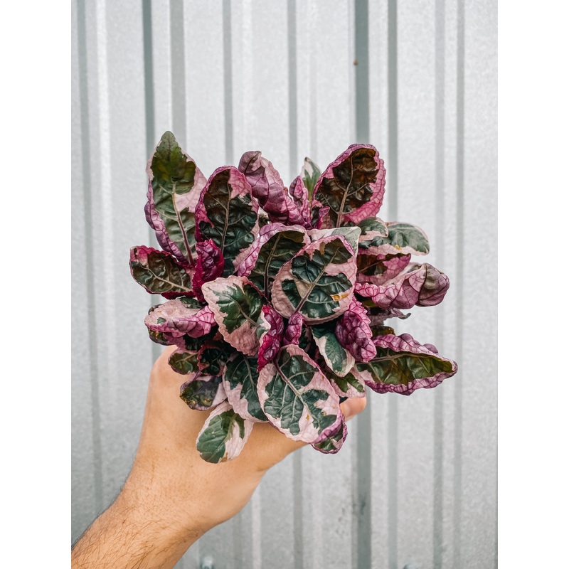 4 Waffle Plant ‘Tricolor’