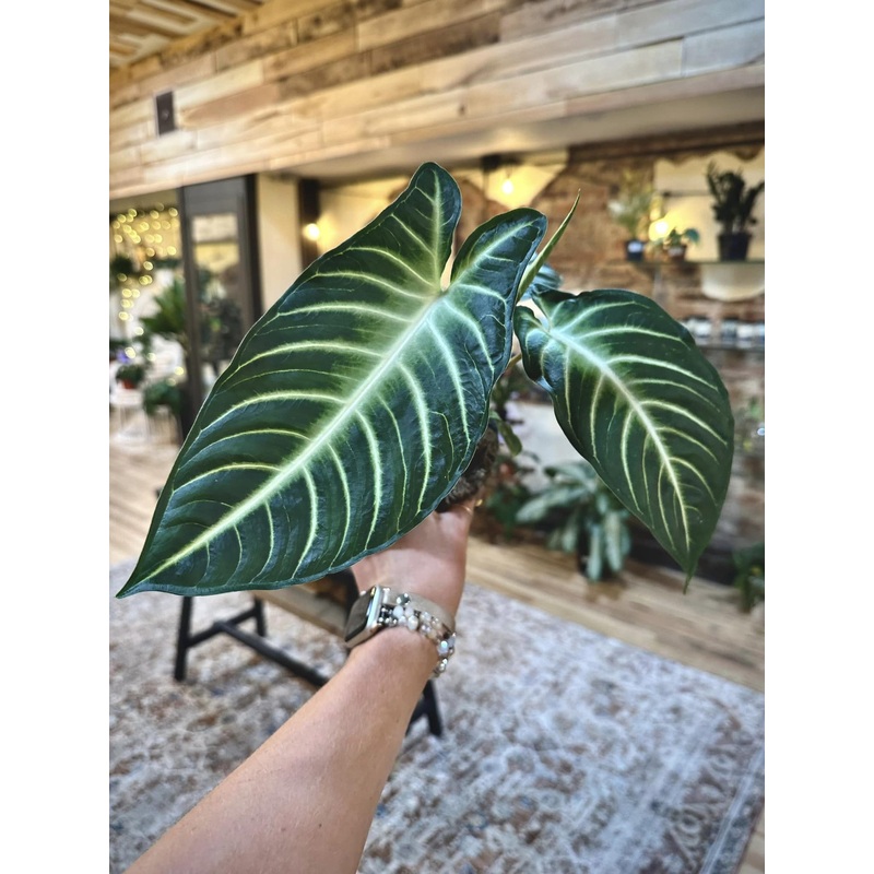 4 Xanthosoma Lindenii Magnificum