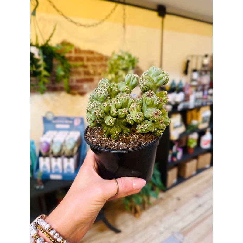 5 Cereus Forbessii Monstrose Cactus