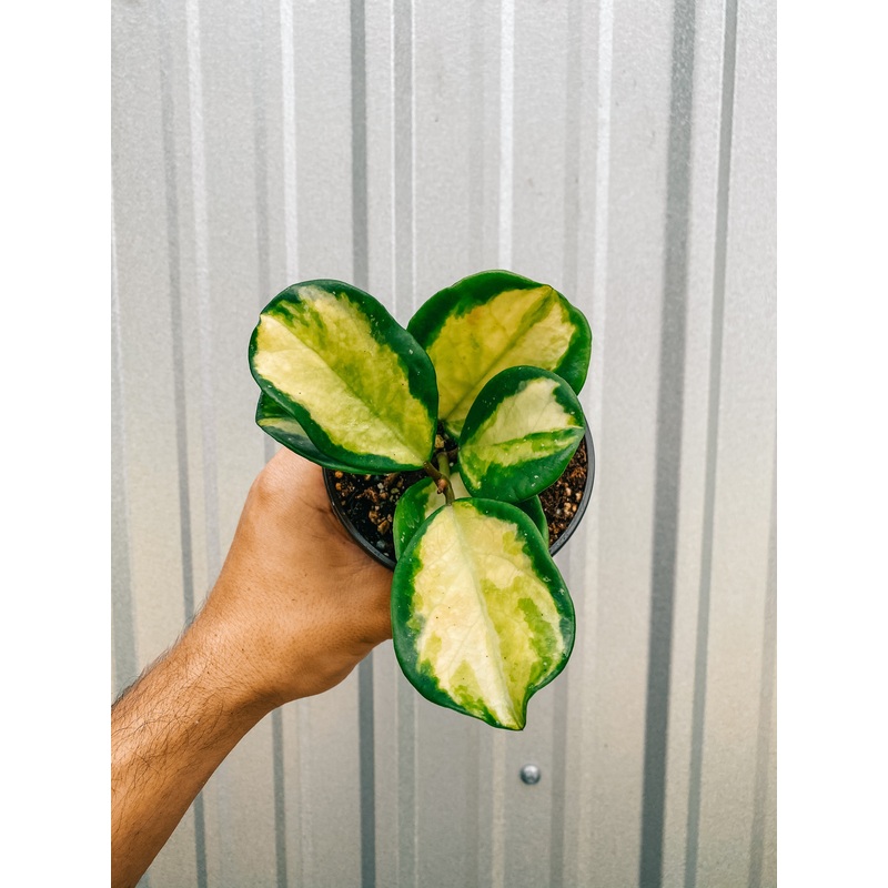 5 Hoya ‘Obovata’ Variegated