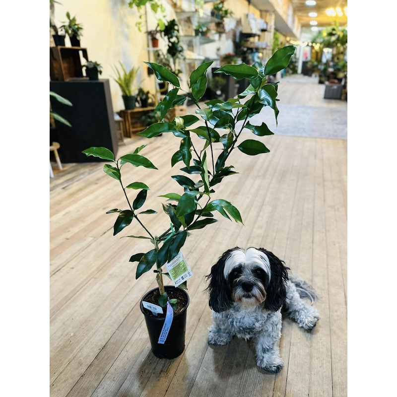 5 Kumquat Meiwa Citrus