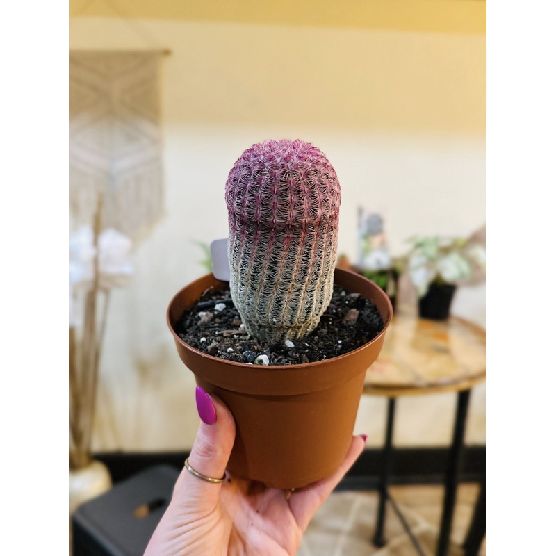 5 Rainbow Cactus
