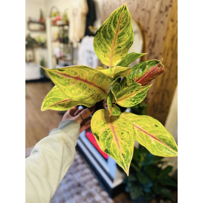 6 Aglaonema Golden Flourite