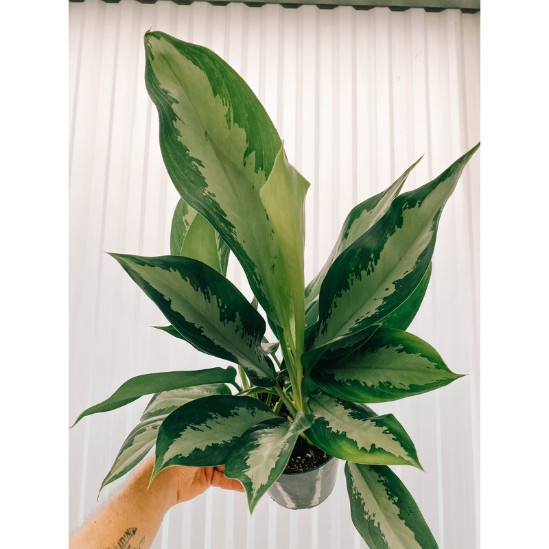6 Aglaonema ‘Green Lady’