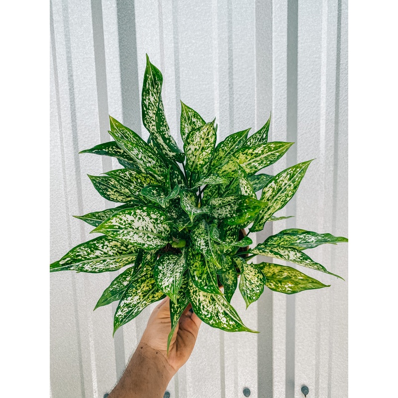 6 Aglaonema ‘Osaka White’