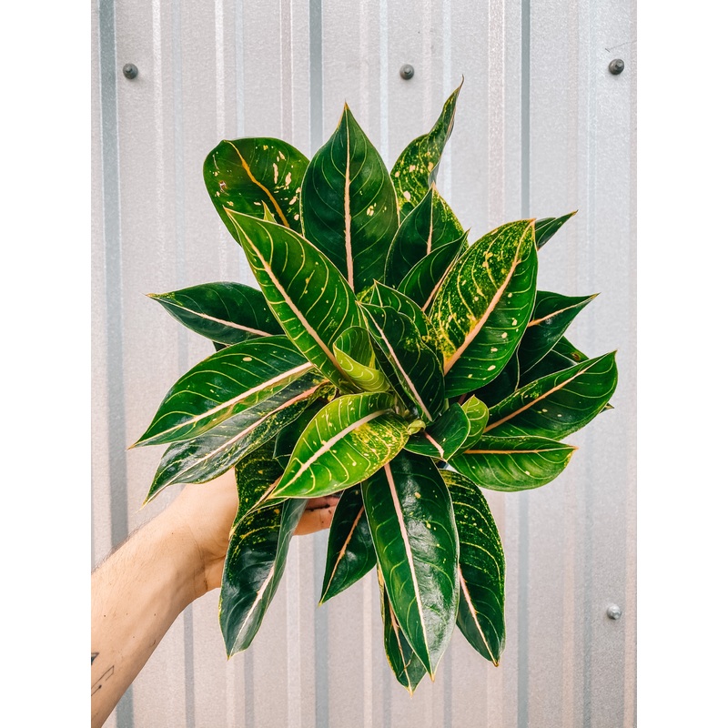 6 Aglaonema ‘Pink Moon’