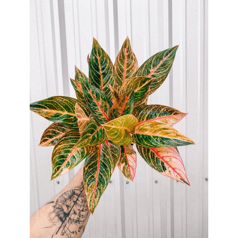 6 Aglaonema ‘Tropic Passion’