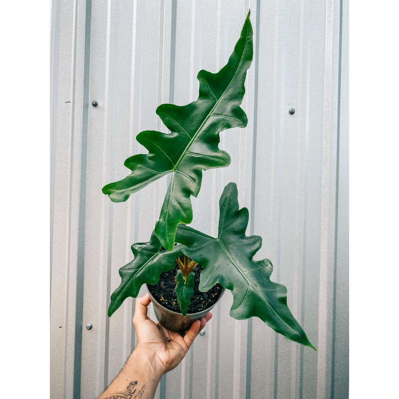 6 Alocasia ‘Porteii’