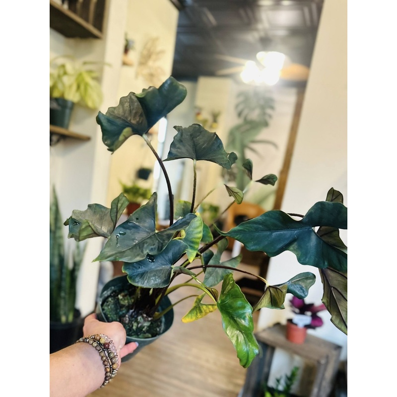 6 Alocasia Purple Cloak