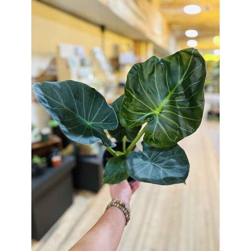 6 Alocasia Regal Shield