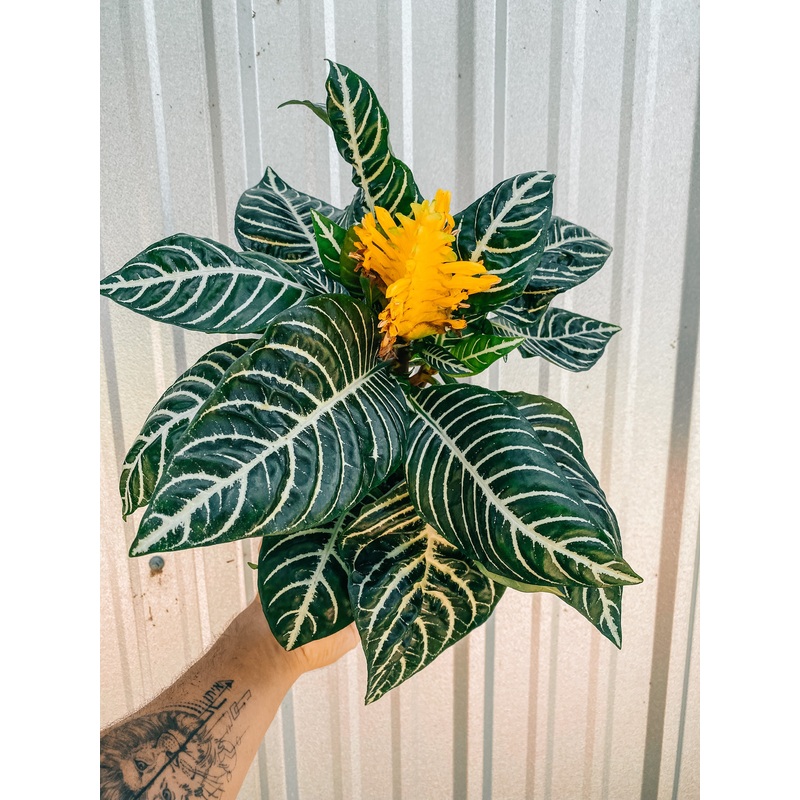 6 Aphelandra squarrosa Zebra Plant