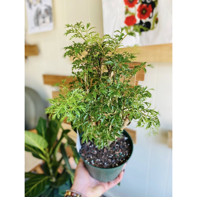 6 Aralia Gold Ming