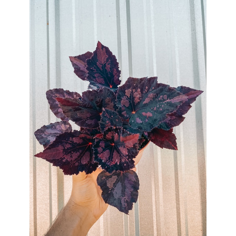 6 Begonia ‘Harmony’s Black Beauty’