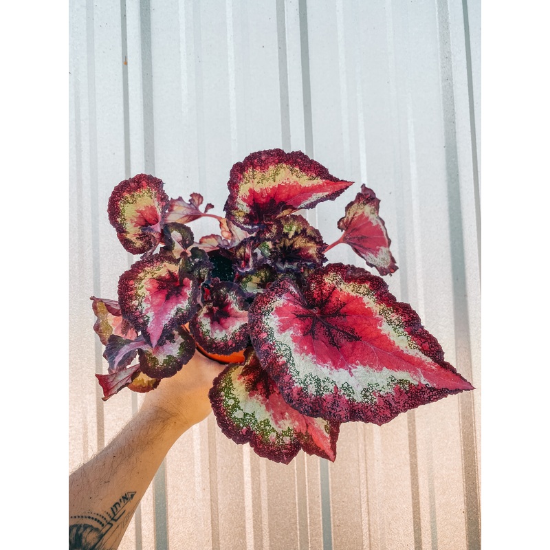 6 Begonia ‘Harmony’s First Kiss’